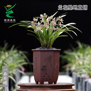 速发喜花里兰花四季植兰一品花蝶开荷香好养室内桌面花卉绿建盆栽