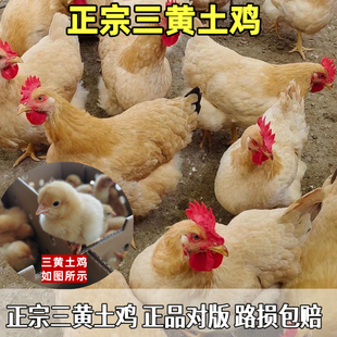 小鸡活苗正宗三黄鸡母鸡苗活体青脚麻鸡土鸡九斤红鸡幼苗母苗对版