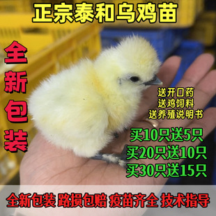 纯种泰和乌鸡苗正宗白凤乌鸡苗大种竹丝鸡出壳小鸡苗黑脚小土鸡