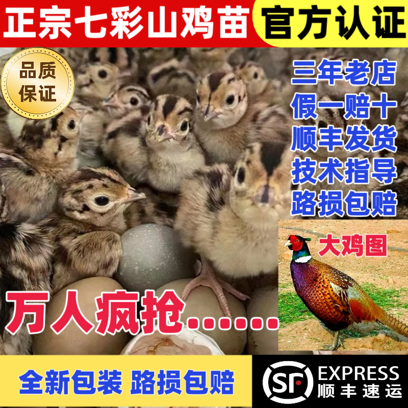 七彩山鸡幼鸡纯种七彩山鸡出壳苗幼苗土鸡出壳鸡小山鸡苗宠物