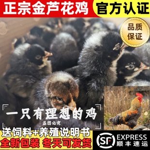 【顺丰】正宗金芦花鸡苗芦花绿壳汶上芦花出壳苗纯种蛋鸡营养