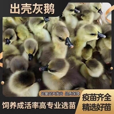 正宗大种广东灰鹅苗马岗鹅苗小鹅苗灰色特大纯种活苗家养现货幼苗