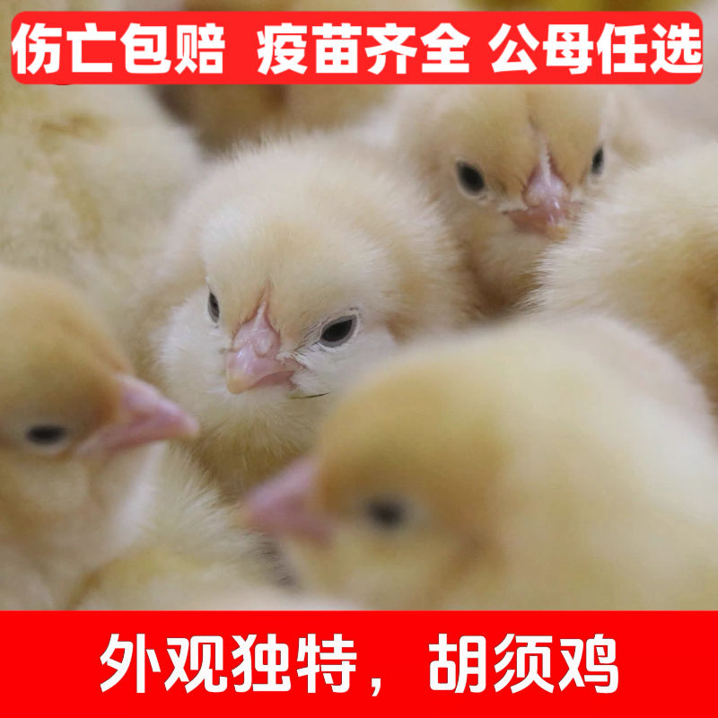 纯种胡须鸡苗龙门胡须鸡活体鸡三黄鸡母鸡土鸡脱温鸡活苗幼苗包活