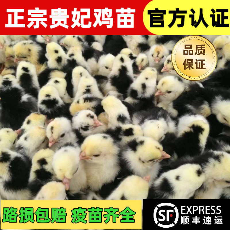 30只小鸡活苗贵妃鸡苗贵妃鸡活苗出壳2日龄贵妇鸡苗快递包活到家