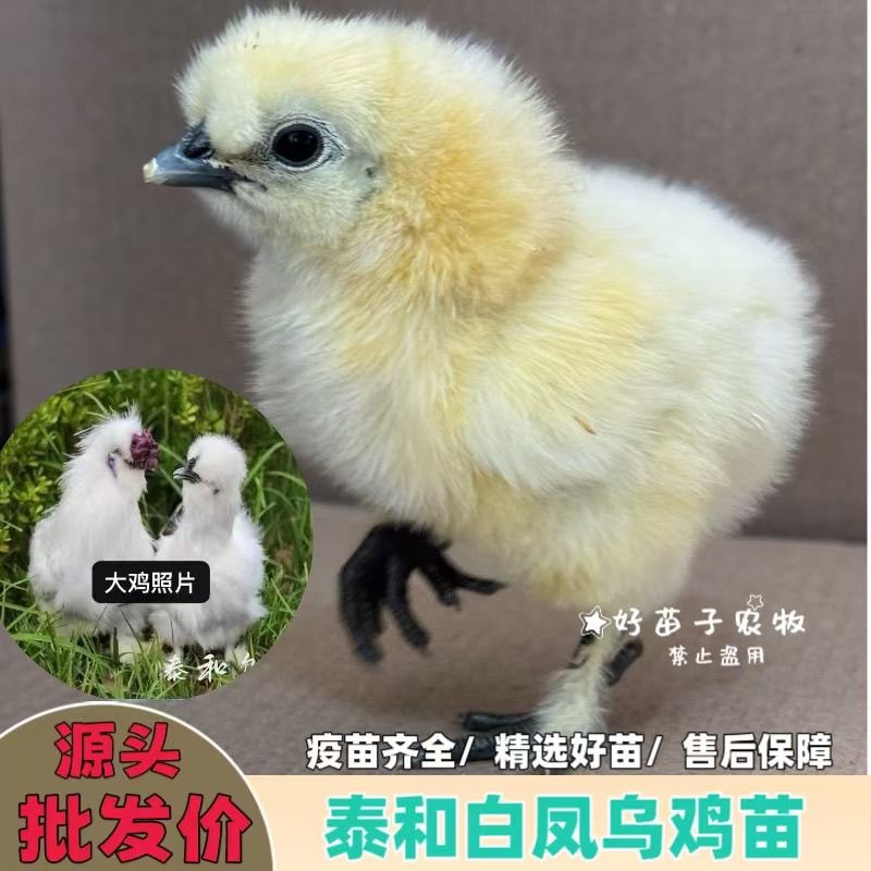 纯种泰和乌鸡苗正宗白凤乌鸡苗大种竹丝鸡出壳小鸡活苗家养小土鸡