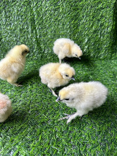 纯种泰和乌鸡苗正宗白凤乌鸡苗大种竹丝鸡出壳小鸡苗黑脚小土鸡