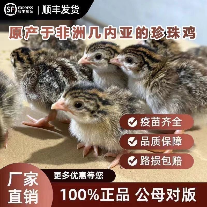 正宗珍珠鸡苗小鸡活体泰和乌鸡贵妃鸡出壳苗绿壳蛋鸡土鸡三黄鸡