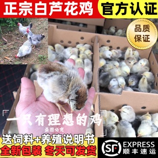 正宗白芦花鸡苗活鸡稻花鸡金芦花鸡活鸡芦花鸡五彩彩凤鸡绿壳蛋鸡