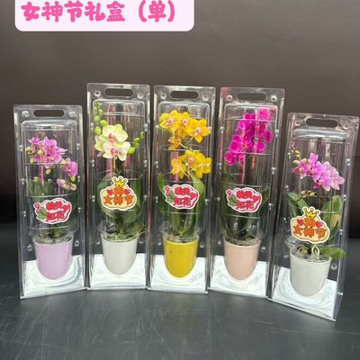 蝴蝶兰单株礼品盒带花