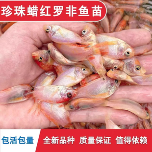 重庆精品红罗非鱼苗豹纹红罗非鱼苗珍珠腊大罗非鱼苗淡水养殖鱼苗
