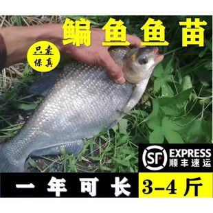 湖南武昌鱼苗鳊鱼鱼苗柳叶三角鲂苗团头鲂苗边淡水养殖活体鳊小鱼