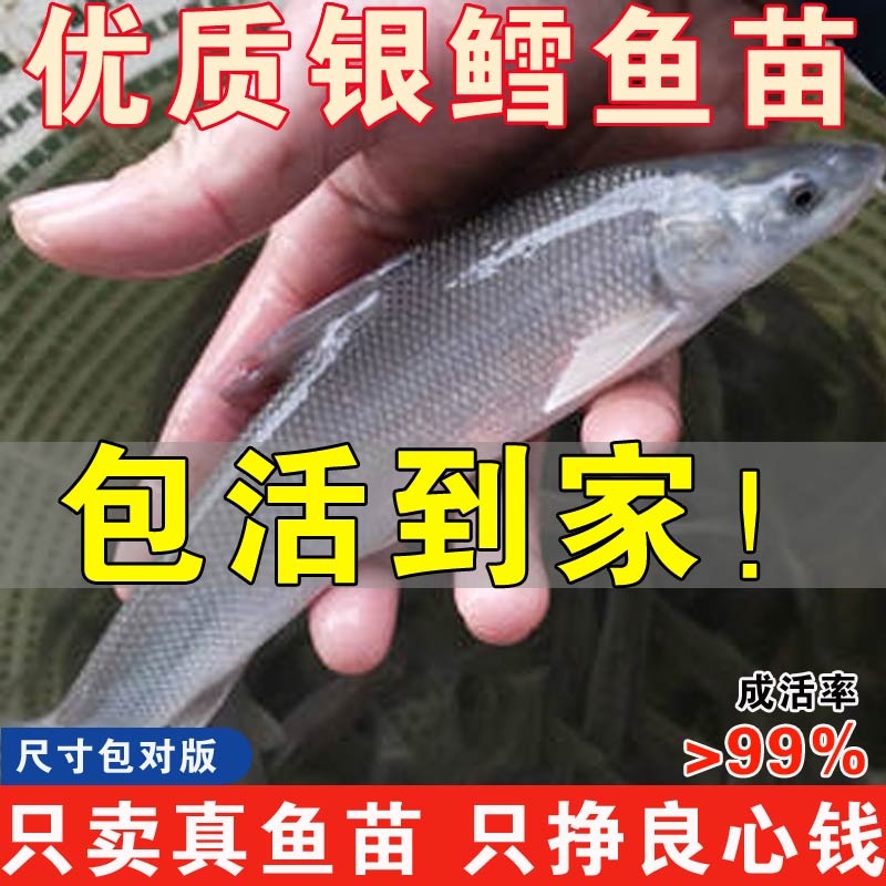 江西银鳕鱼苗淡水养殖食用大鳞鲃鱼苗鳕鱼苗活鱼苗观赏银雪活鱼苗