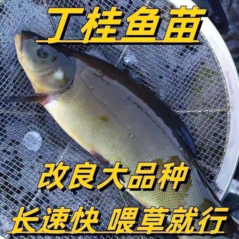 广东丁桂鱼苗淡水养殖食用大丁鳜鱼须鱼岁易养活丁穗鱼活体小鱼苗