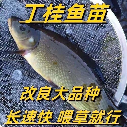 广东丁桂鱼苗淡水养殖食用大丁鳜鱼须鱼岁易养活丁穗鱼活体小鱼苗