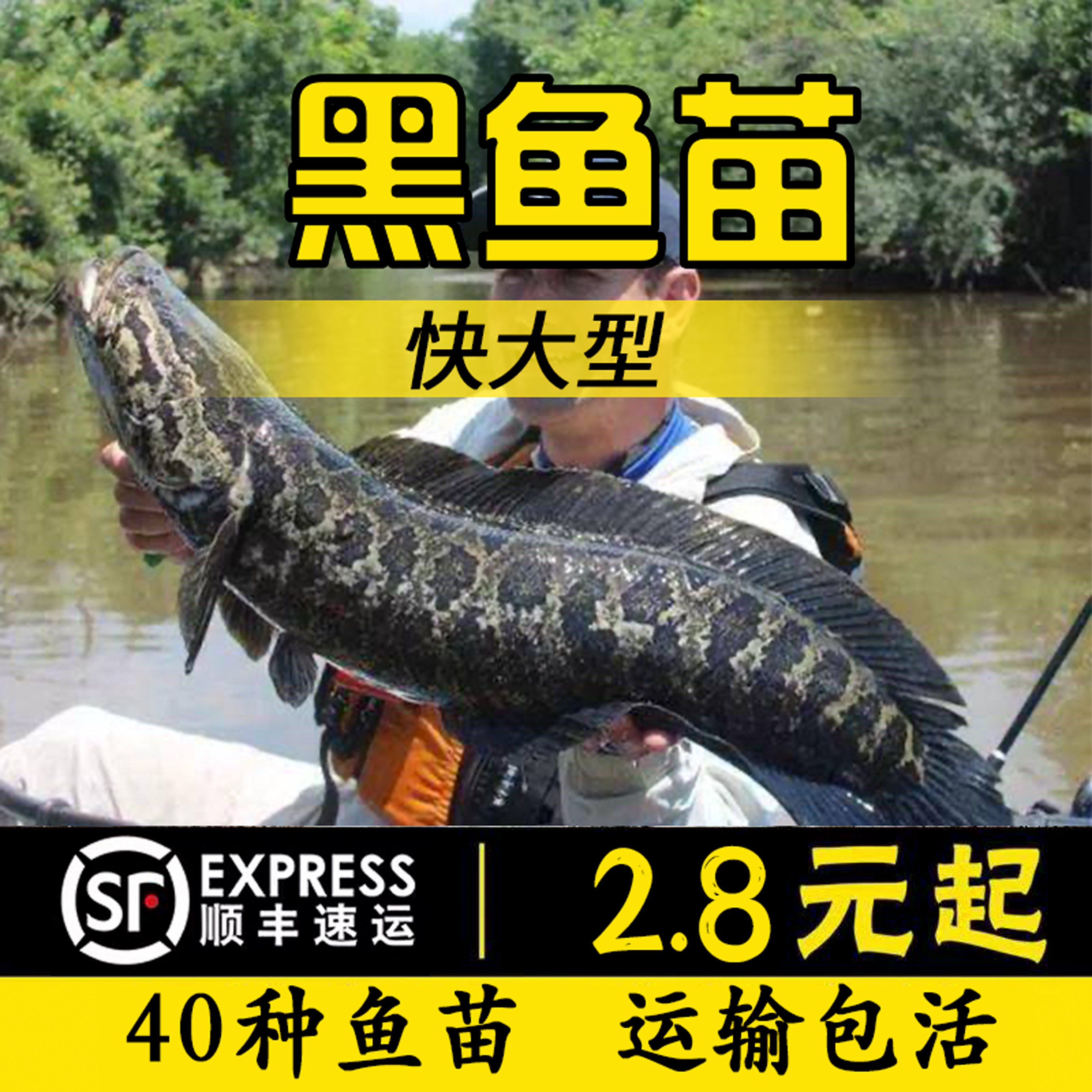 重庆特大乌黑鱼苗批发凶猛包活到