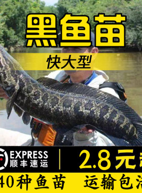重庆特大乌黑鱼苗批发凶猛包活到