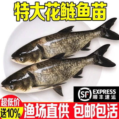 重庆半斤花鲢鱼苗批发大头胖头苗