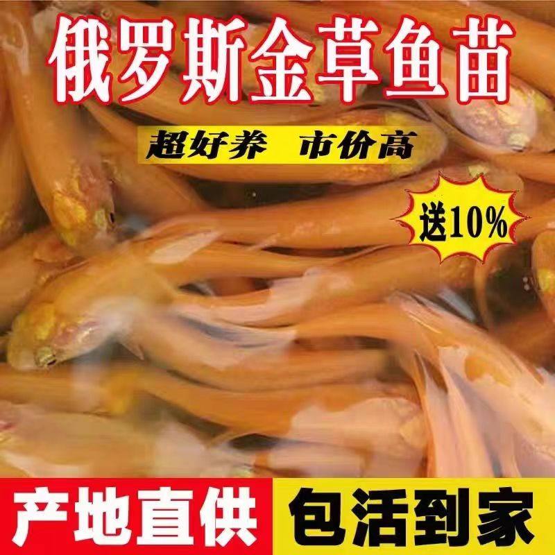 重庆正宗金丝草鱼苗俄罗斯金草鱼淡水养殖金色金丝皖鱼苗红草鱼苗