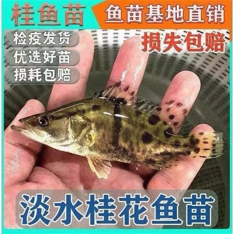 广西正宗桂花鱼苗批发鳜鱼苗保真