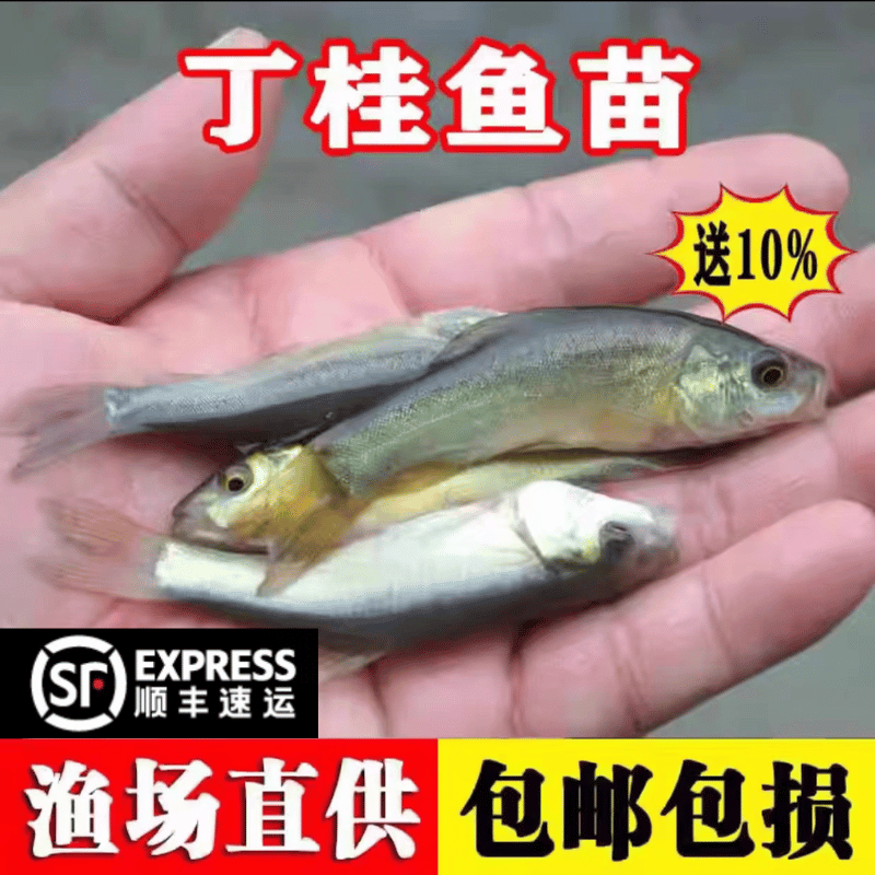 四川大尺寸丁桂鱼苗批发鳜鱼包活