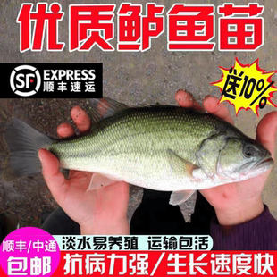江苏半斤加州鲈鱼苗可食用大口黑鲈路亚凶猛肉食淡水鳜鱼苗养殖小