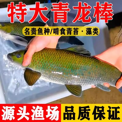 贵州青龙棒鱼苗淡水养殖吃青苔华鲮青衣鱼沉香鱼原生溪流鱼观赏鱼