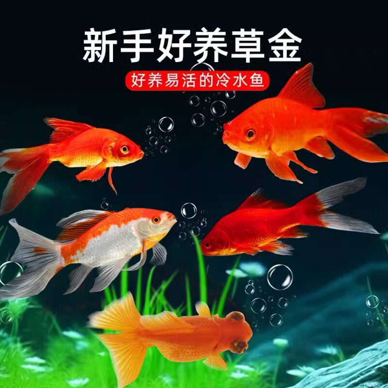 山东草金鱼活鱼观赏鱼苗小型淡水冷水好养易耐活锦鲤小金鱼红草金