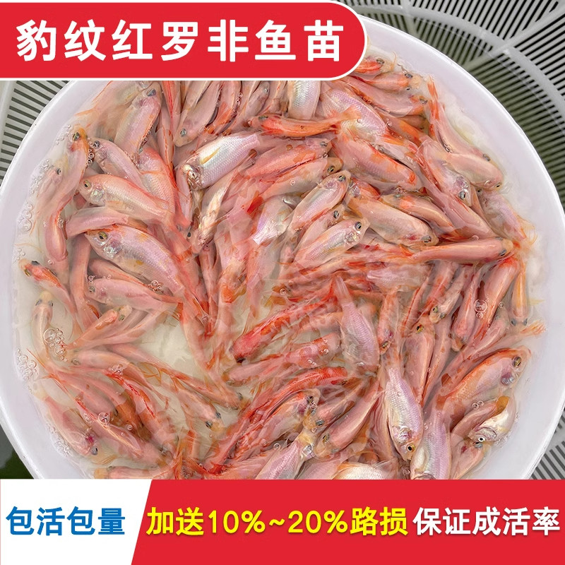 浙江大品种红罗非鱼苗批发真正宗