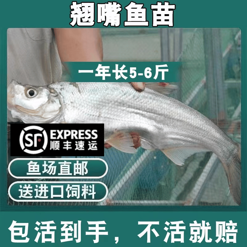 冷链发货湖南大品种翘嘴鱼苗批发