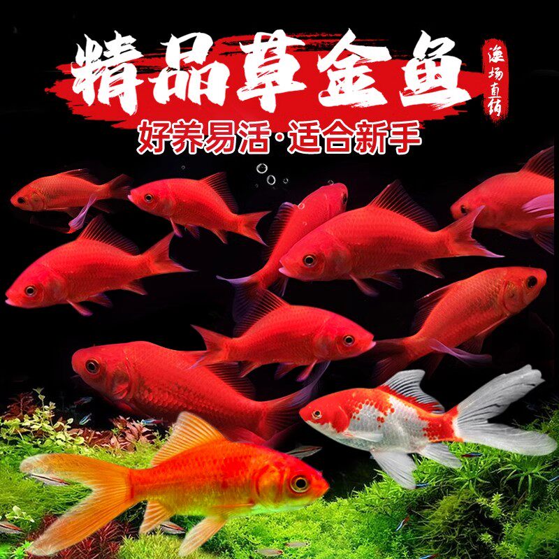 重庆草金鱼活鱼观赏鱼苗小型淡水冷水好养易耐活锦鲤小金鱼红草金