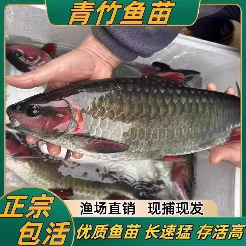贵州青竹鲤鱼苗鱼生发色青竹凤仙子倒刺鲃苗原生观赏风水鱼竹鲃鲤