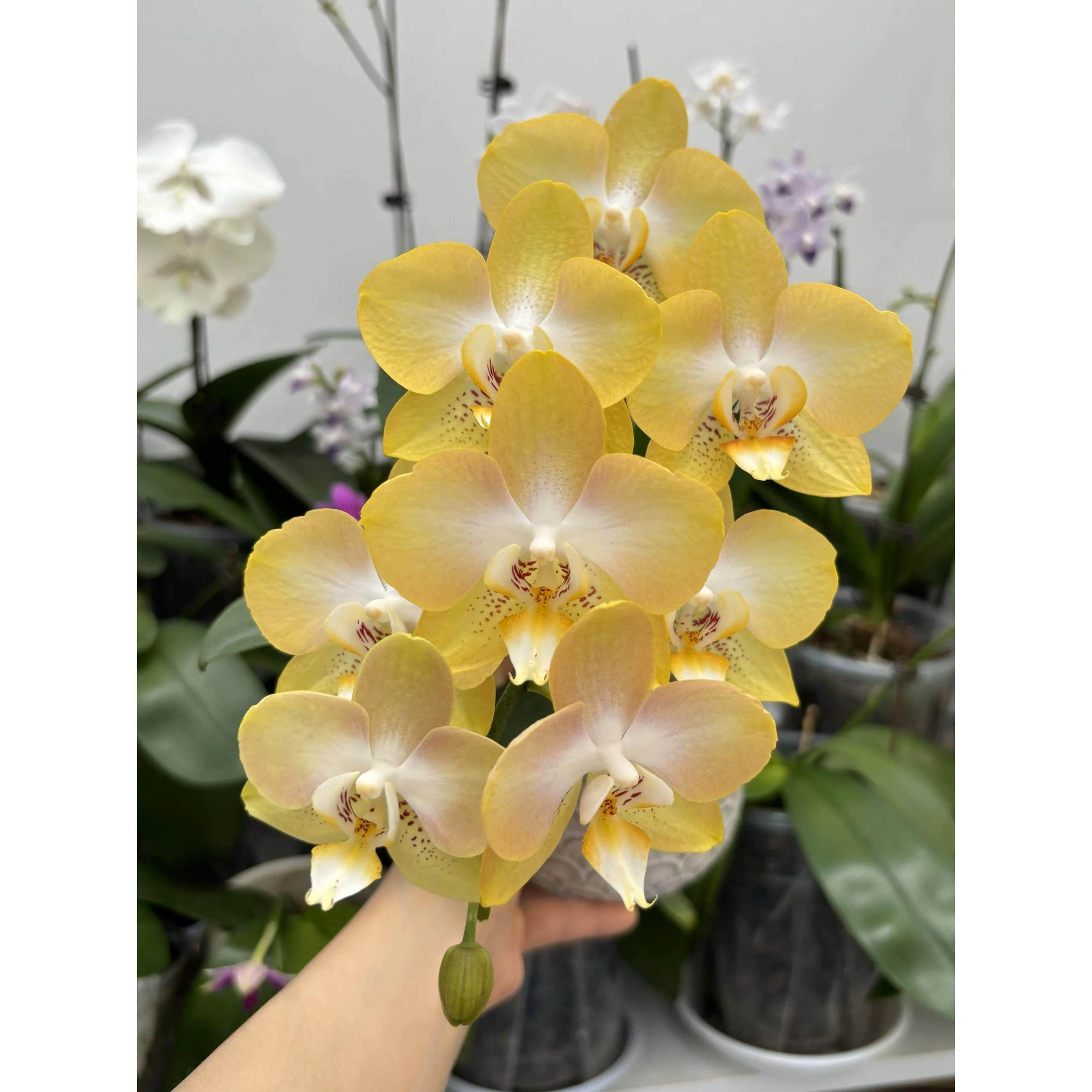 哈密瓜金黄色蝴蝶兰带花盆栽带花苞盆景摆放客厅室内阳台花卉新品