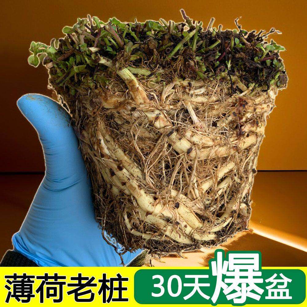薄荷苗老桩可食用盆栽大盆博荷种子蛋糕装饰绿植物室内好养活四季