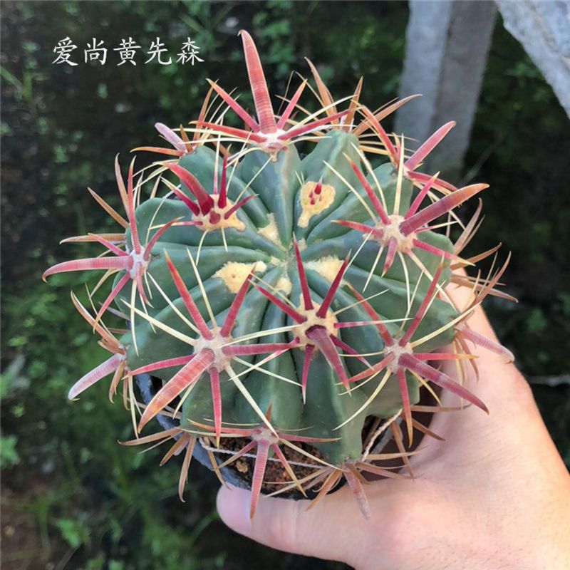 仙人球红刺日出仙人掌多肉植物办公室小盆栽数量不多好成活