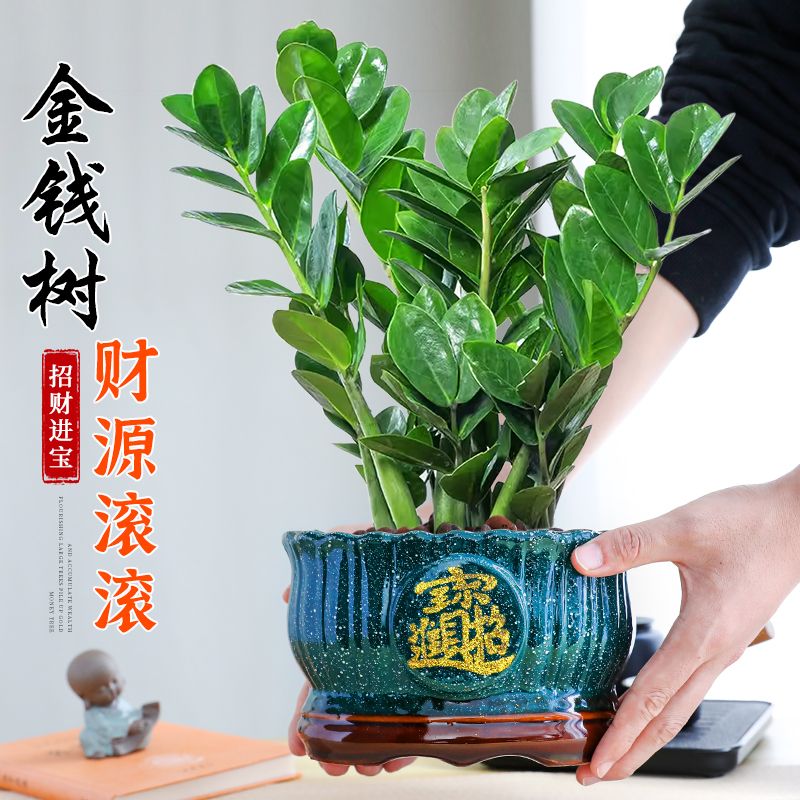 金钱树盆栽植物室内好养客厅钱串子绿植阳台四季常青盆景净化空气