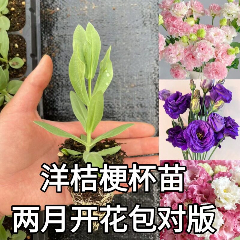 云南斗南花苗重瓣多色洋桔梗杯苗花卉室内阳台庭院好养活大苗发货