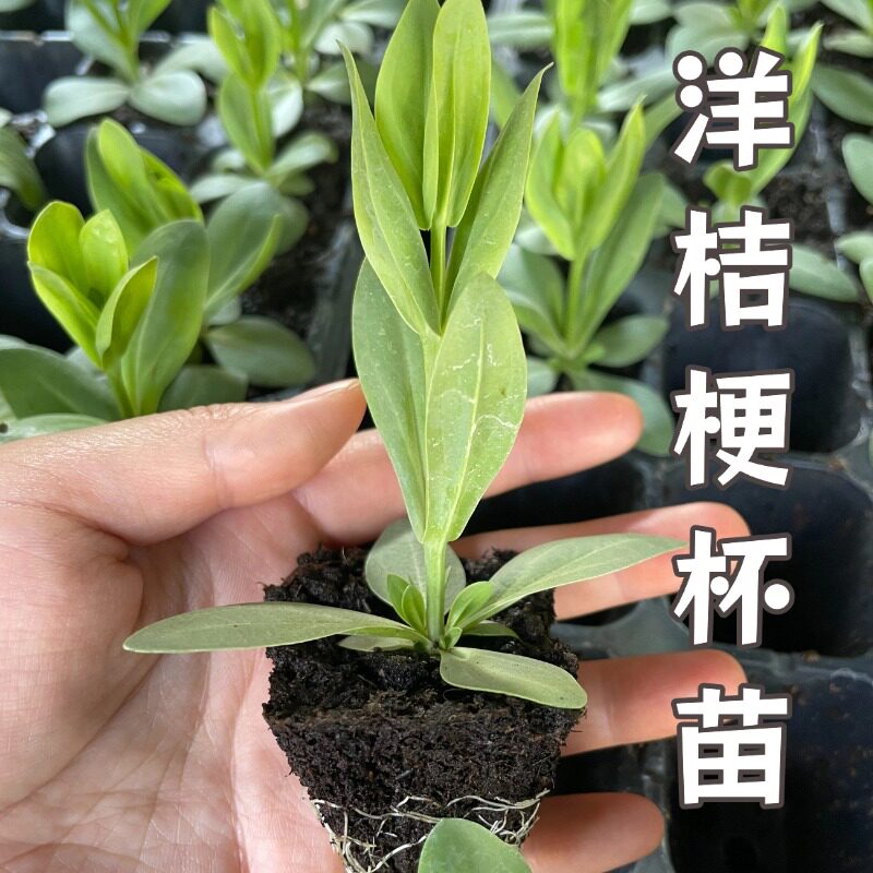 6颗重瓣洋桔梗大苗多年生植物阳台庭院花卉特惠花苗全家福