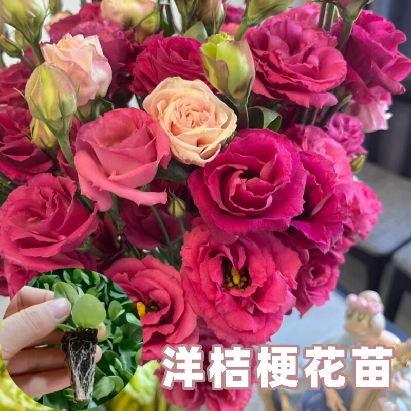 洋桔梗花苗草本花卉小苗夏季开花观赏植物盆栽室外种植
