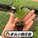 多头小菊花苗切花菊花庭院种植当年开花时令草本花卉盆栽地栽