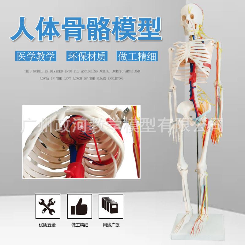 85CM人体骨骼模型带神经血管 骨架人 带支架底座 人体骨架模型