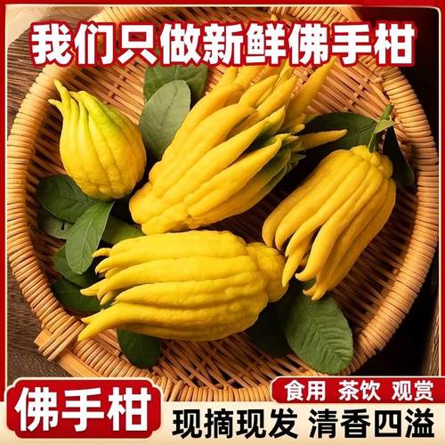 云南佛手柑贡品闻香高山佛手果特大果非金华佛手闻香带枝水培清供