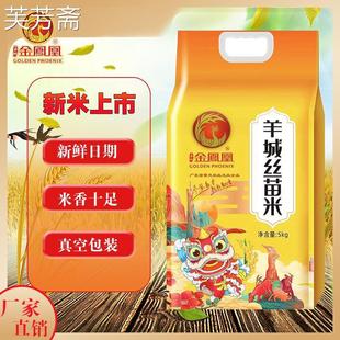 金凤凰玉竹 羊城丝苗米 5KG大米10斤新鲜大米 长粒香米香软爽口