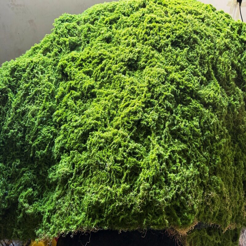 仿真干苔藓青苔羊毛藓不掉色水陆缸雨淋缸植物墙假山水苔石头垫材