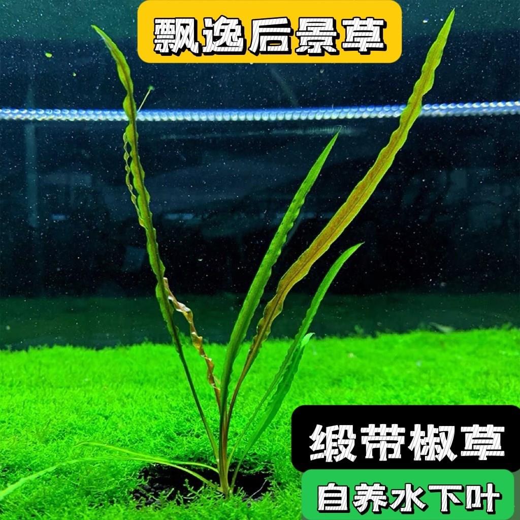 鱼缸后景椒草阴性水草缎带椒喷泉椒泰国喷泉椒草无需易养