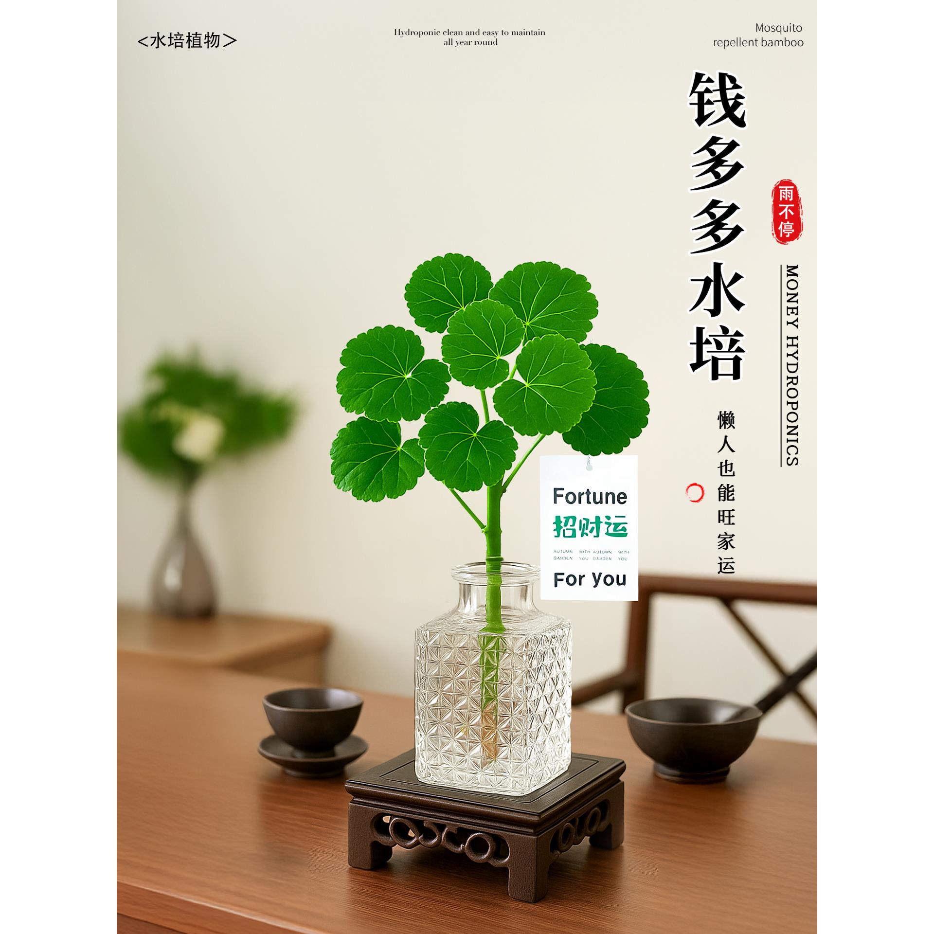 福禄桐钱多多水培绿植四季盆栽客厅办公桌面茶几植物懒人好养包活