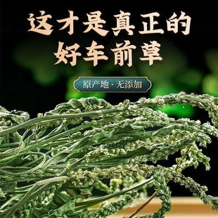 车前草野生中药材500g新鲜车前草袋泡茶新货车钱草带根车轮草干货