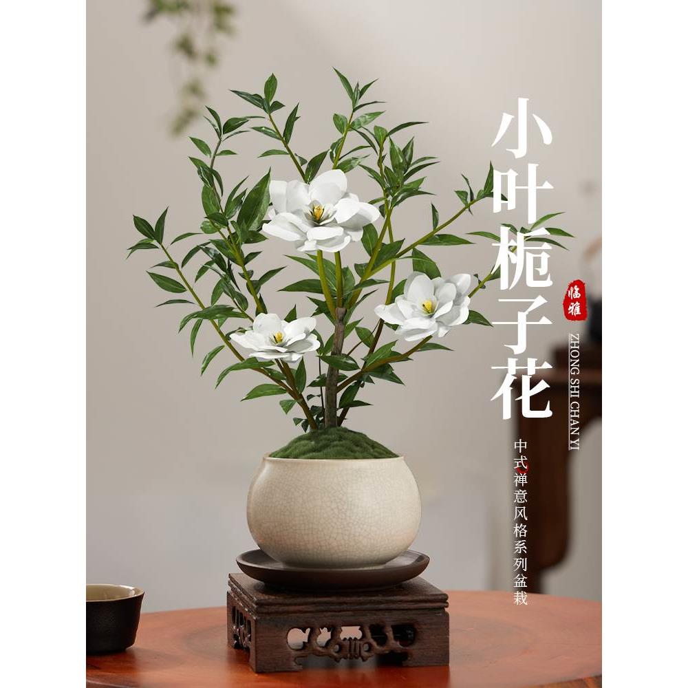 小叶栀子花盆栽中式盆景植物室内好养办公室桌面盆栽带花苞小绿植