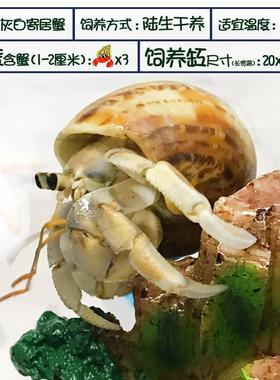 寄蟹宠物套装新手活体全餐 套桌面可VHC爱迷你观赏 爬宠 包居邮+