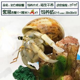 寄蟹宠物套装新手活体全餐 套桌面可VHC爱迷你观赏 爬宠 包居邮+
