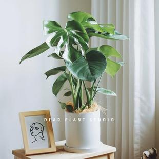 亲爱的绿植龟背化芋大盆栽办公室BEGins客网红真净空气花好养厅植